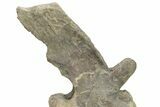 Sauropod (Camarasaurus) Caudal Vertebra - Absolutely Massive #209202-4